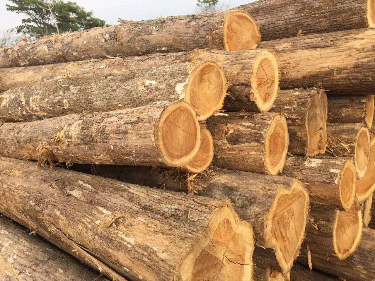 �c���鿴������ľС��ľԭľ�Ŵ�DƬ