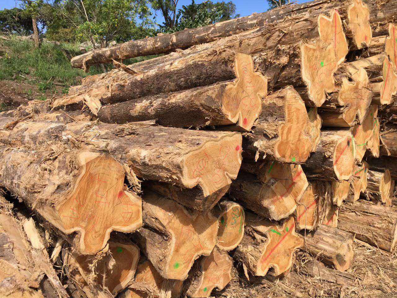 �c���鿴������ľС��ľԭľ�Ŵ�DƬ