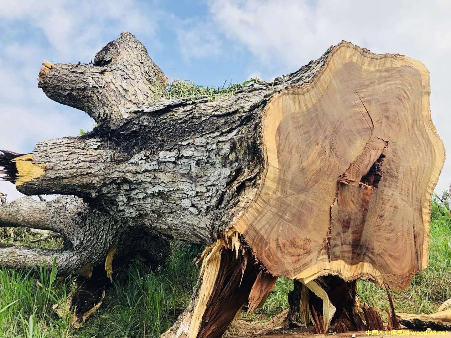 ���������ľ