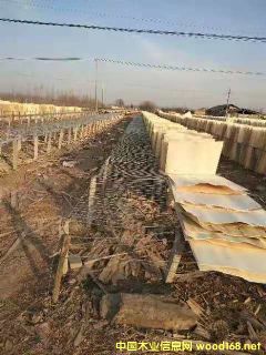 ��ľ�ΰ��Ԕ����B