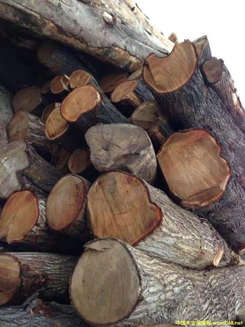 [��] �L(zh��ng)�ڹ���(y��ng)���~��˼ľ�� ������ľ��ACACIA