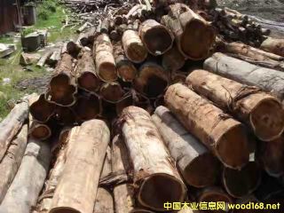 [��] �����M�ڴ��~��˼ľ��ACACIA����˼ľԭľ