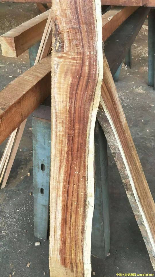 [��] �L(zh��ng)�ڹ���(y��ng)���~��˼ľ�� ������ľ��ACACIA