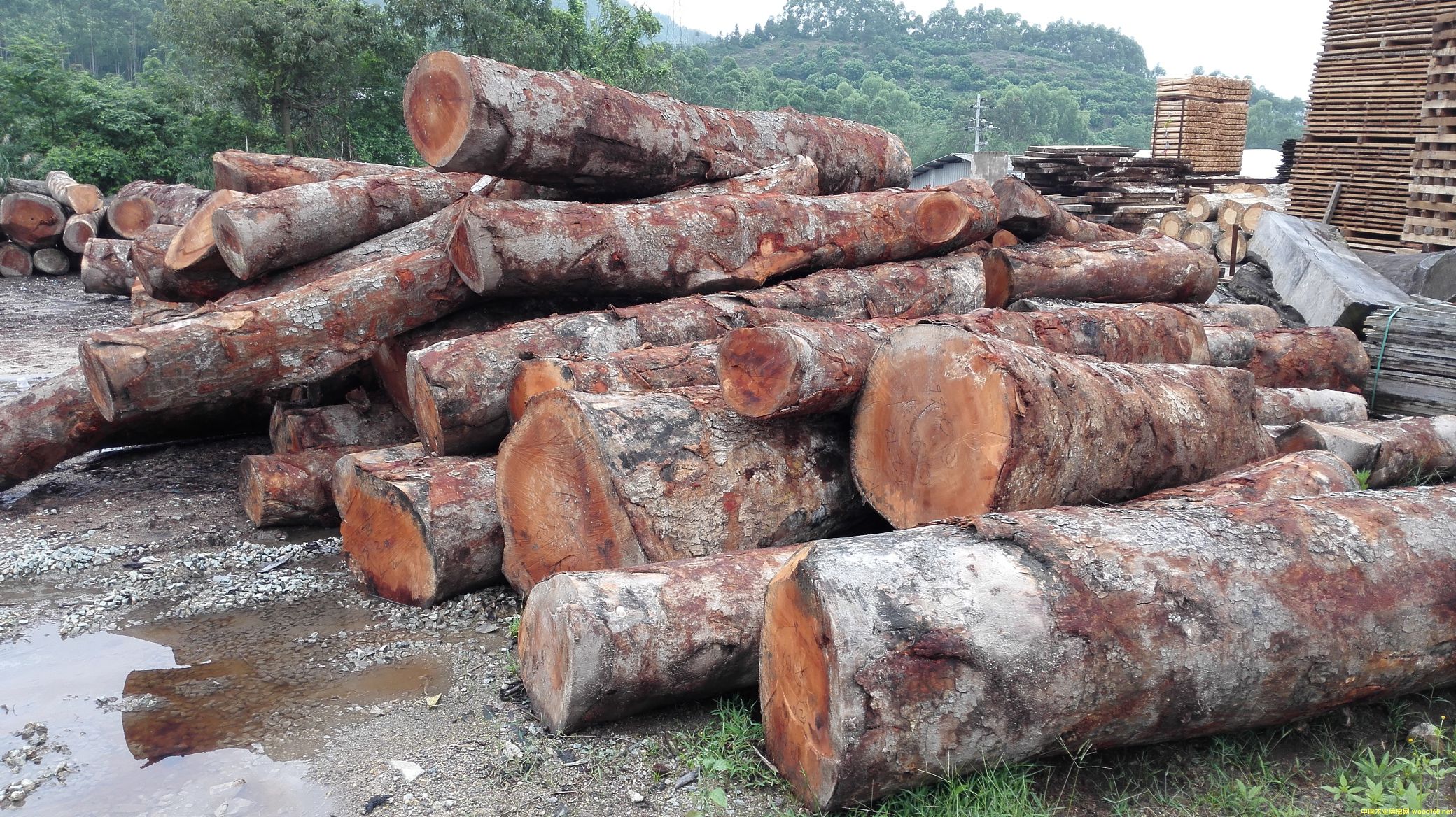 [��] ����(y��ng)�һ�оľ���һ��İ�ģ���mahogany,���~�һ��ģ������һ���