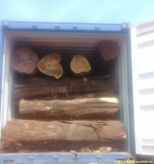 [��] �L(zh��ng)�ڹ���(y��ng)���~��˼ľ�� ������ľ��ACACIA