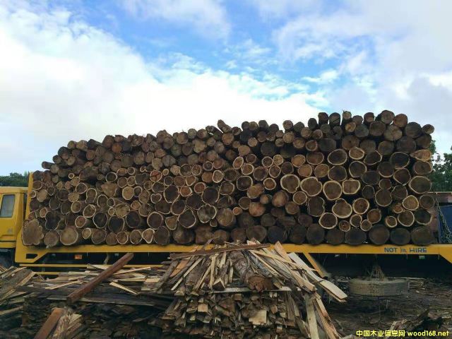 [��] �����M�ڴ��~��˼ľ��ACACIA����˼ľԭľ