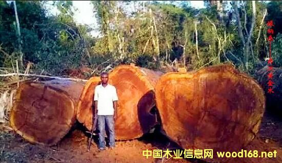 ľ�İٿƣ���G��ɣ��Iroko���������S��ľ