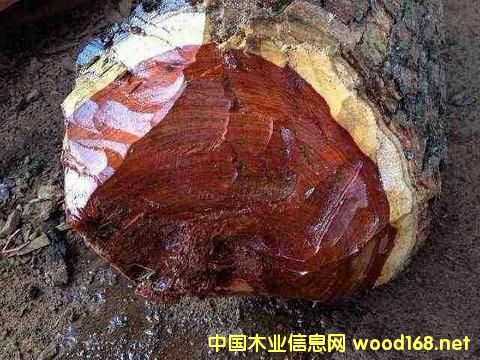 Ѫ̴���������ı���؟(z��)���Ƿ������Ї�ľ���Q(m��o)���̪�(d��)�ԳГ�(d��n)��