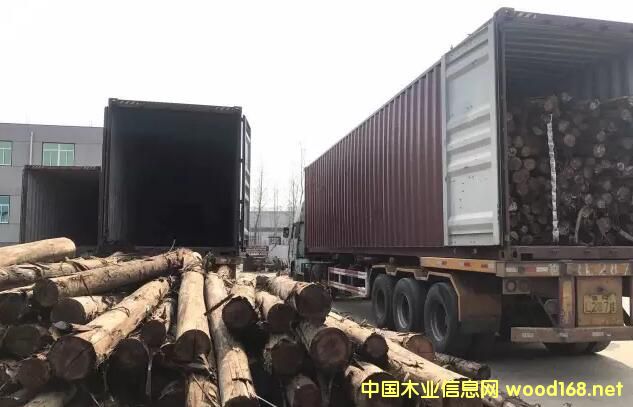 �R����ɭ���Q�µ�������ľ