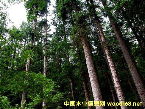 ����(gu��)���Ռ��ݵ�ľ���YԴ�Լ�ľ�ļӹ��I(y��)��(ji��n)��