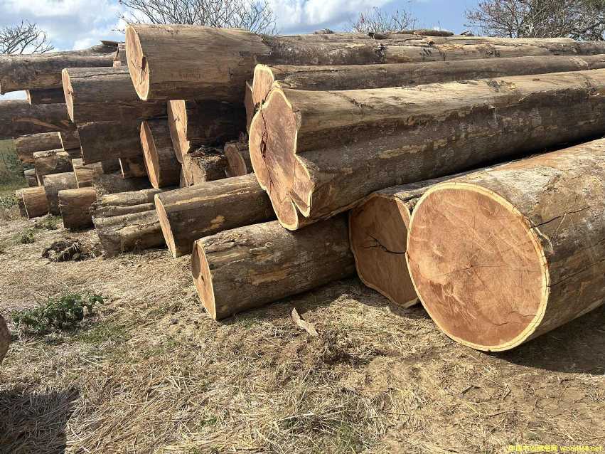 �t̴����韱ⶹ