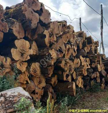 [��] ������ľ�I(y��)������ϙ�ľԭľ��Č�ľ���M(j��n)�ښW�޲˰����_�幤ˇԭ���ϏN�߲�