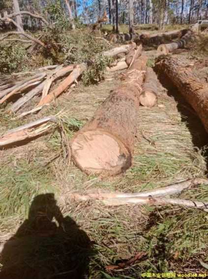 ���޼t���Ԕ��(x��)��B