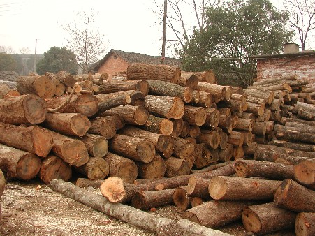 �c(di��n)���鿴����ľ,��ľ(�t��,����)��ľ,���ľ.�Ŵ�DƬ