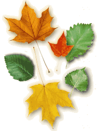 ����ԭľ��ľ�ĵ�Ԕ����B