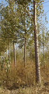 �����S�a(ch��n)���(xi��ng)Ŀ��Ԕ��(x��)��B