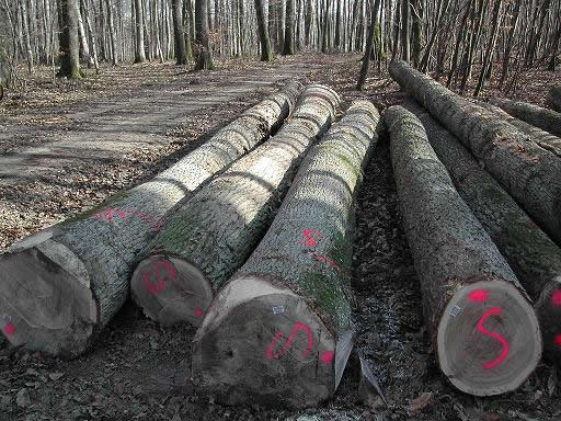 ����ľ��Ԕ����B